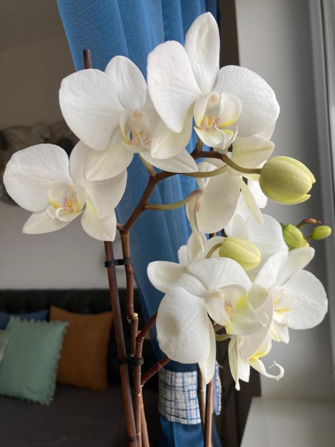 Libellula Apartman Heviz Ngoại thất bức ảnh